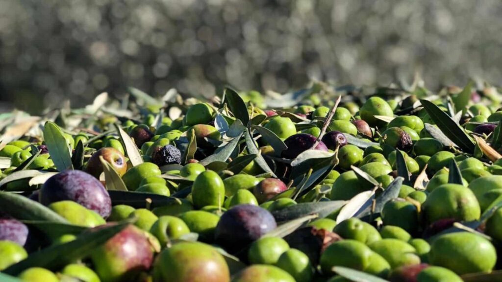 Risultati immagini per olive