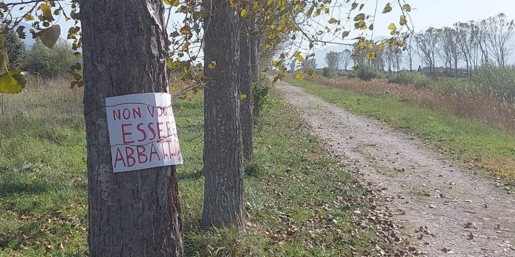 Possibile taglio degli alberi sul lungofiume Tanagro a Polla. Spuntano cartelli di protesta sui tronchi - Italia2Tv