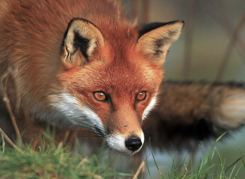 La Volpe Rossa, un animale dalla spiccata intelligenza a Peschiera Borromeo |Gallery| - Natura - 7giorni